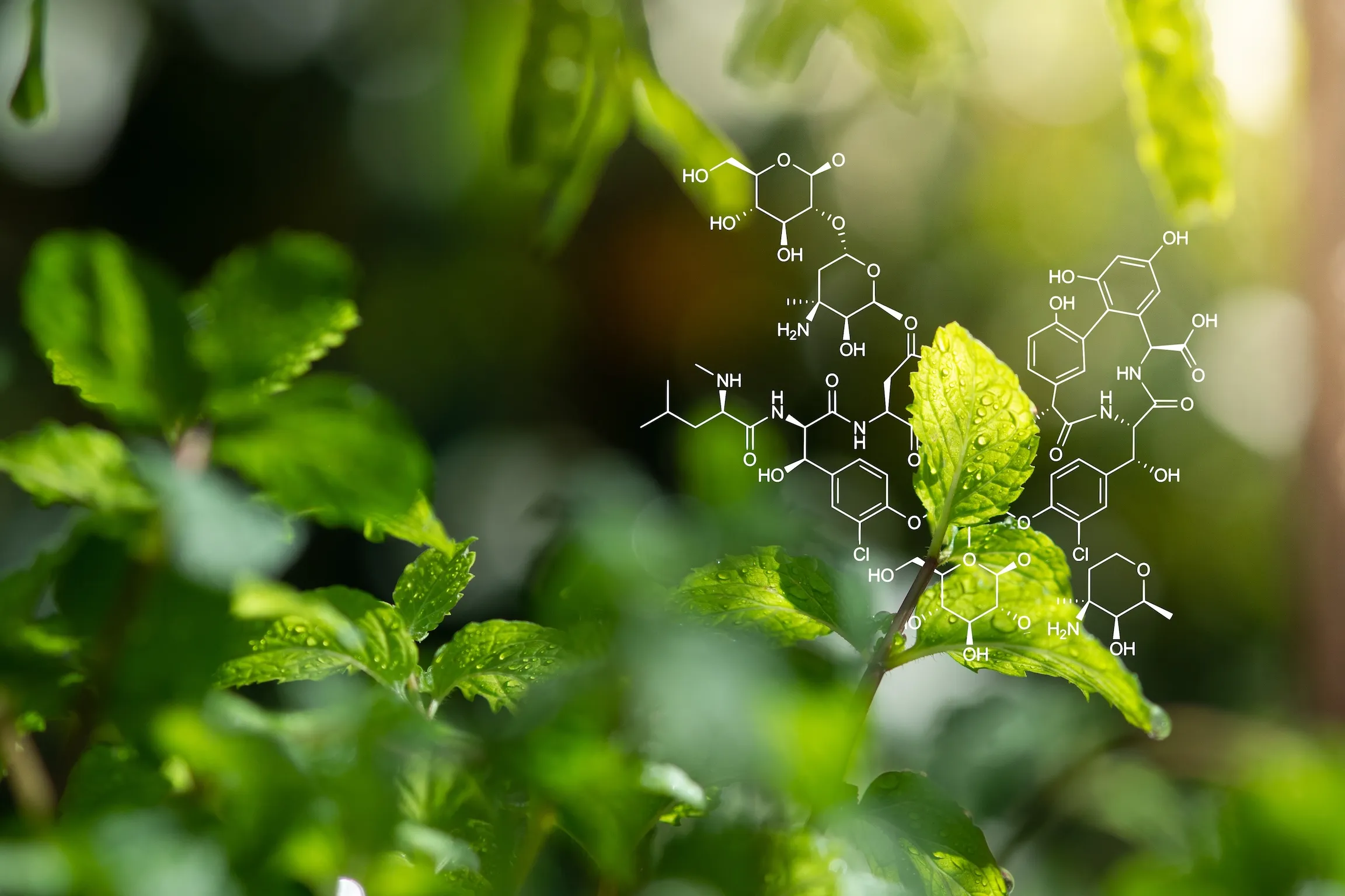 Aromatic Compounds