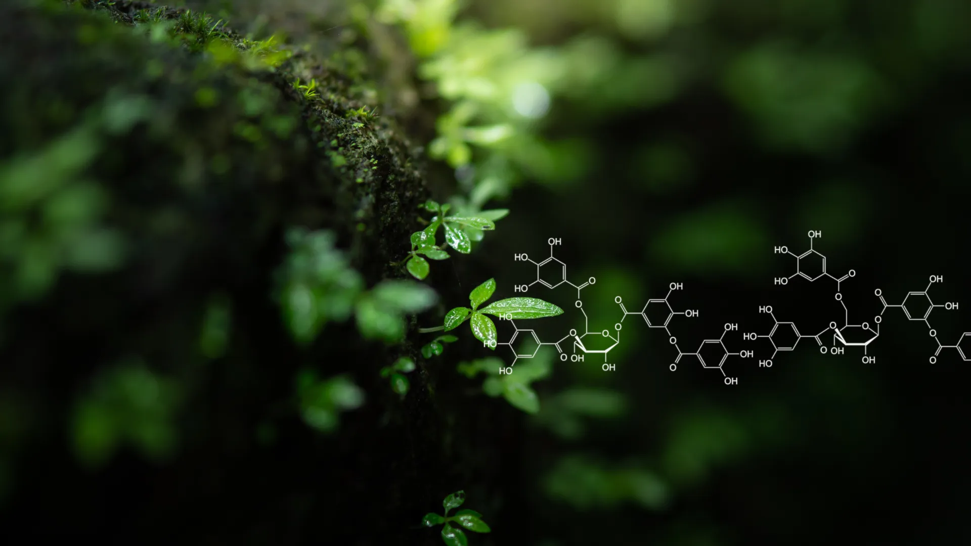 Carbonyl Compounds